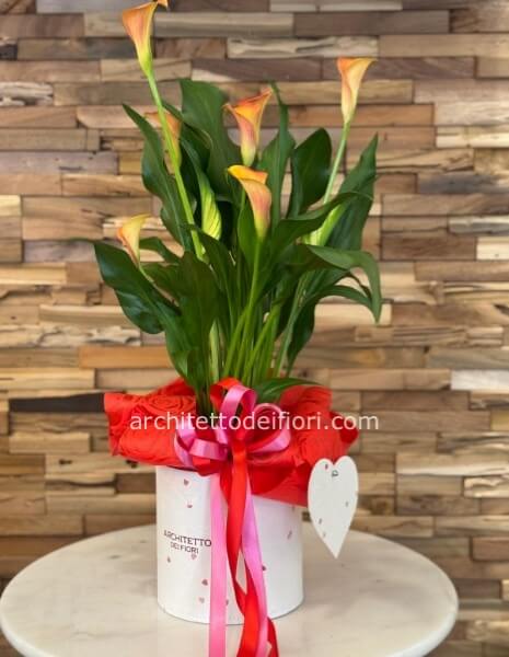 PIANTA CALLA ( COLORI MISTI)