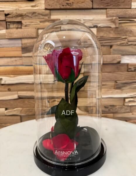 ROSA INCANTATA STELO